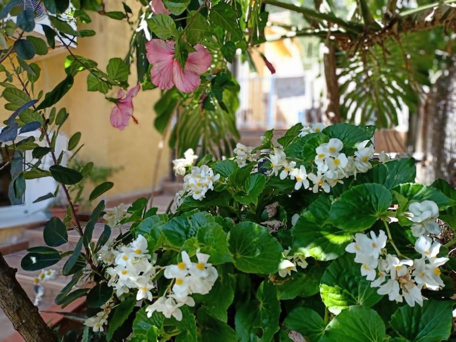 Villa Falconera Apartaments, Gandia A Las Faldas De La Montana Exterior foto